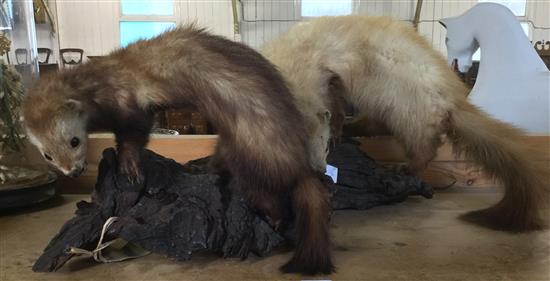 3 taxidermy stoats